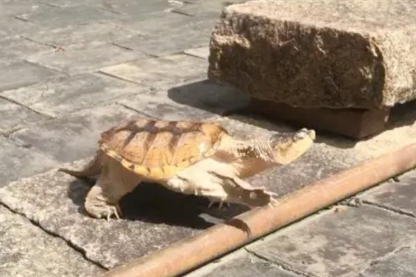 鳄龟的饲养方法，每隔7-10天消毒一次