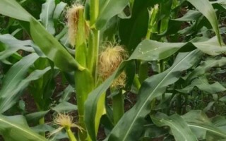 昊创706玉米种子特点,5月下旬至6月中上旬播种