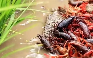小龙虾可以卖到哪里去，小规模养殖可在菜市场销售