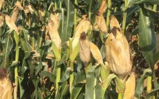 新单65玉米种子特征特性，亩种植密度5000株