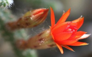 鼠尾掌怎么繁殖，可扦插也可嫁接