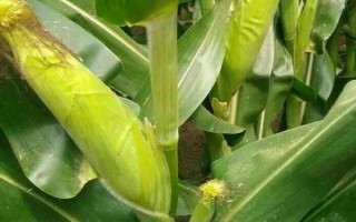 昭阳7号(试验名称:昭阳7号)玉米种简介,区试平均生育期99天