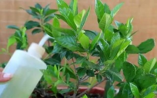 栀子花春天的养殖方法，春天要让其有充足的水肥