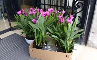 如何让姜荷花的种球发芽，埋入土壤中要浇透水