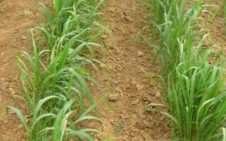 谷子的种植管理技术，先晒种再浸种