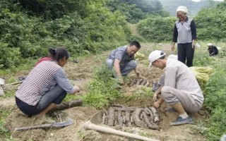 引种天麻要注意什么，当地的气候满足条件才能种植