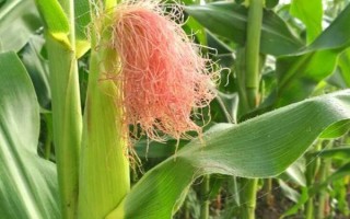 美玉13号玉米品种的特性,最佳种植密度3000株/亩