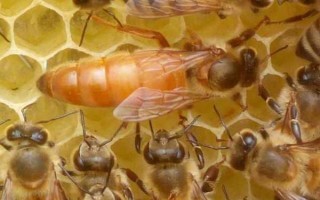 蜜蜂分为哪些蜂，分为蜂王、工蜂和雄蜂