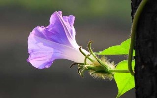 喇叭花早上开晚上闭的原因,是因为中午的温度较高会带走水分