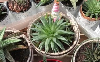 芦荟移盆注意事项，要提前一星期左右对植株浇水一次