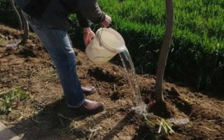 风铃木的寓意，花语是感谢