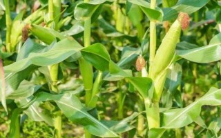 晋糯5号玉米种子特点，建议种植密度3500株