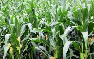 群策青贮8号玉米种子特点，全生育期春播123d