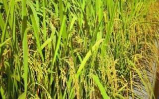 通优粳2号水稻种子特征特性，属三系杂交晚粳稻品种