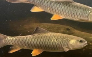 军鱼好不好吃，肉质细嫩鲜美深受消费者欢迎