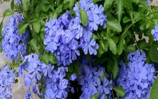 蓝雪花的形态特征，一般高约20-30厘米