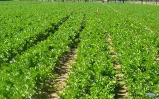 西芹怎么施肥，生长旺期要亩施3公斤纯氮、5-6公斤氧化钾