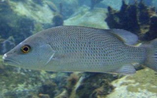 马鲷鱼好不好养，要求较高不易饲养