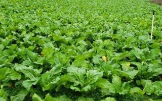 儿菜种植技术要点,通常在8-9月份种植
