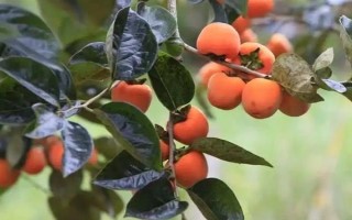 柿子怎么催熟，可以用酒精催熟或苹果催熟