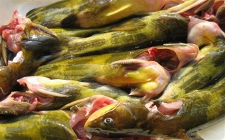 怎么清洗黄骨鱼，用水冲洗后再用开水烫一下