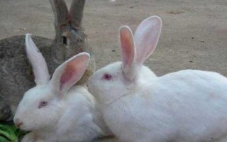 农村养殖思麻兔的前景，市场需求大、目前来看具有不错的潜力