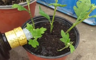 九月菊如何繁殖，可播种或扦插繁殖