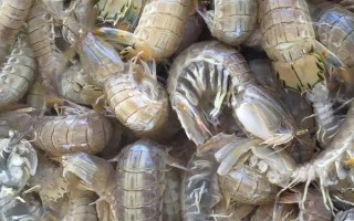 虾爬子的保存方法，常用水养法和冰箱冷藏法