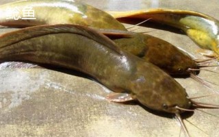 千又鱼钩的优点和缺点，其钩条粗能承受大鱼的冲击