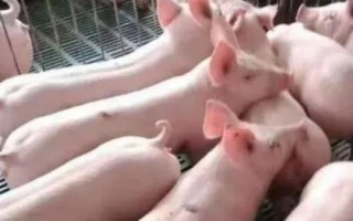 三元母猪的留种方法,需选择背宽体阔、四肢健壮的个体作为留种对象