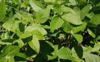 中豆66大豆种简介,高肥力地块4万株