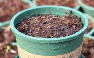 怎么种醉蝶花，种之前需浸种6小时左右