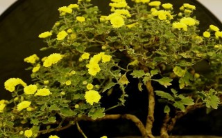 盆栽菊花能不能晒太阳，每天都要接受散射光