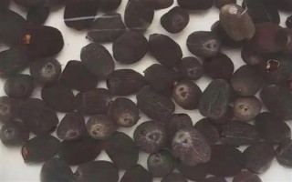 碗莲荷花种子的种植方法，种子通常需要人工开口