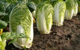 哪些蔬菜在8月份种植,包括黄瓜、西葫芦、芥菜等品种