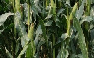 珠玉甜10号玉米种简介，秋植生育期80天