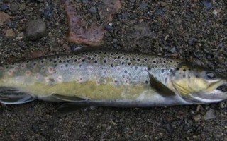 赤眼鳟鱼苗能长多大，最大可长至4-5斤