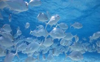 初次养鱼的注意事项，要选择容易养活的品种