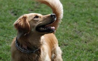 狗咬东西时会甩头的原因，主要是受到狩猎天性的影响