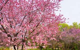 桃树属于哪种植物，是一种典型的被子植物