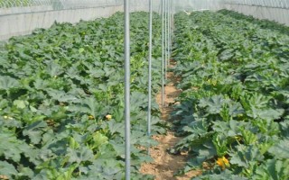 大棚西葫芦化瓜是什么原因，可能是授粉不良所致