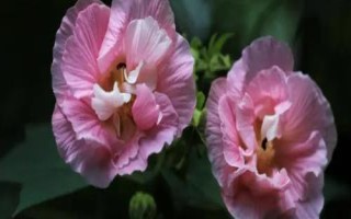 芙蓉花变色原因，可能是受到温度、土壤、光照等因素的影响