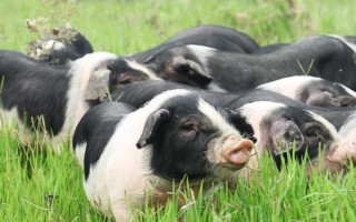 猪睡觉一般睡几个小时，睡眠时间为7.2小时左右