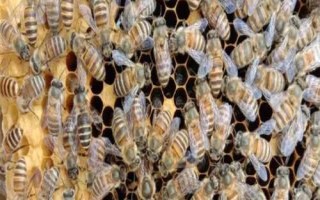 中蜂和意蜂的区别,繁殖能力、体型和颜色均不同