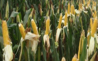 罗单7号玉米品种简介，高抗小斑病(1级)