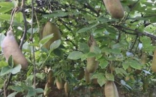 八月瓜怎么种植，一般在8-9月份播种