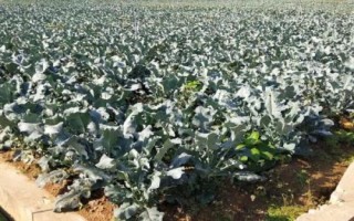 秋季种植西兰花的时间及方法,7月份育苗可在8月份定植