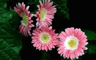 盆栽非洲菊如何养殖,喜欢在阳光充足的环境中生长