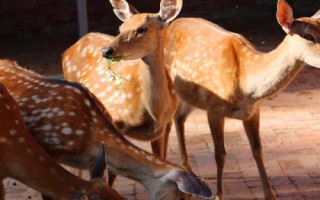 养鹿成本和利润，小型鹿场需投入49000元左右