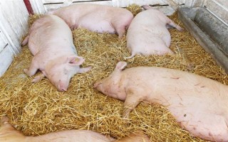 猪场里面的死猪怎么处理，收集死猪后再采取深埋或焚烧等措施